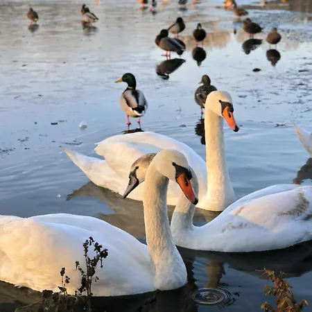 Neoapartments Lotnicza アパート