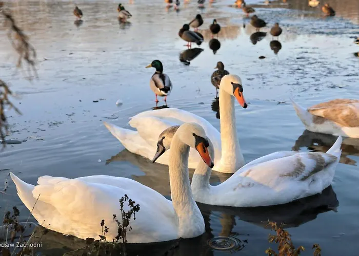 Neoapartments Lotnicza アパート